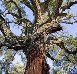 Tunisie: Un arbre de 1800 ans en fumée
