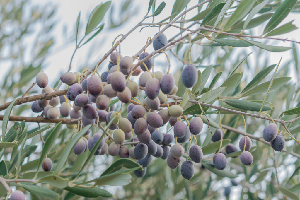 olives harvest dar jbel huile d'olive Tunisie olie oil tunisian olive oil gite rura amel djait