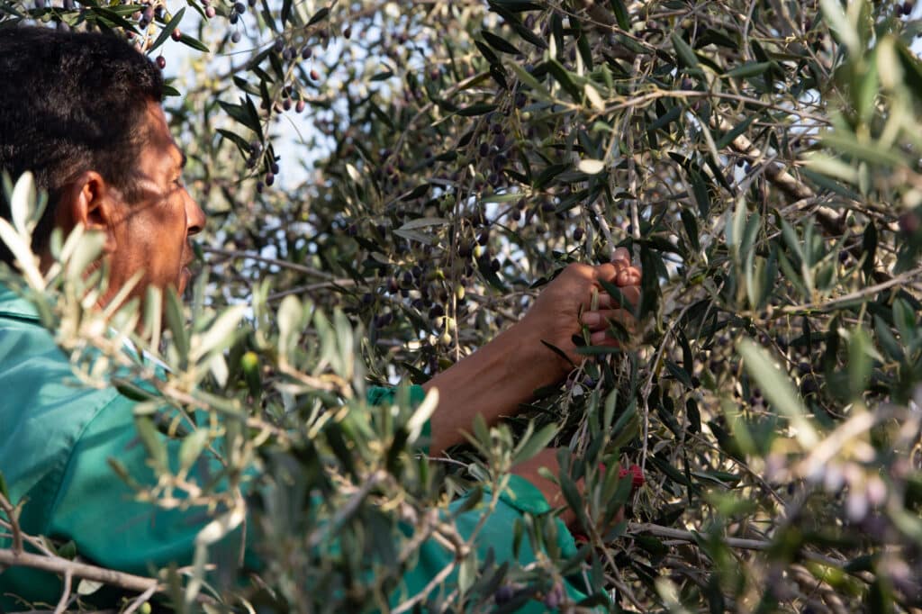 Cueillette d'olives à Dar Jbel
