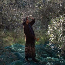 huile d'olive amel djait Tunisie huile d'olive tunisienne, stratégie huile d'olive, Tunisie