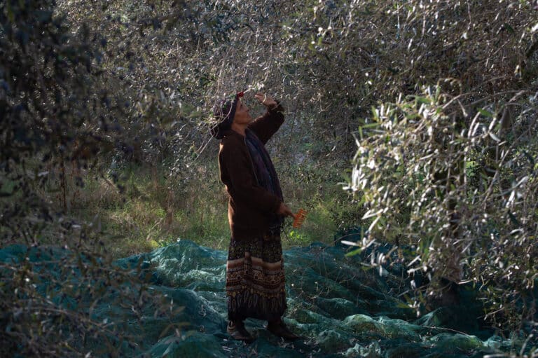 huile d'olive amel djait Tunisie huile d'olive tunisienne, stratégie huile d'olive, Tunisie