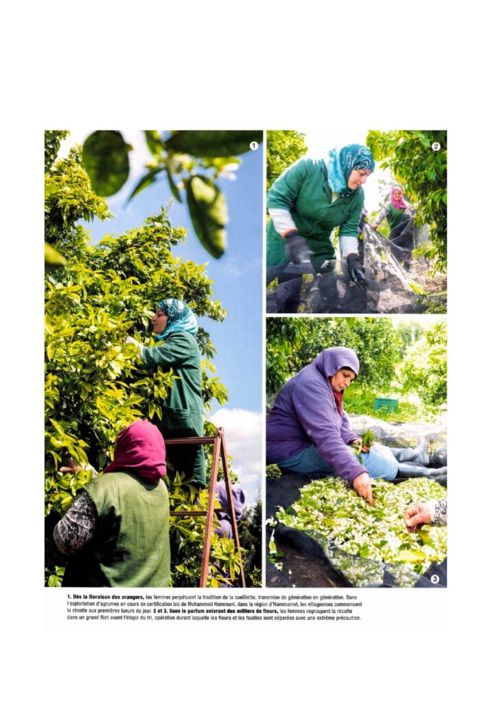 Récolte de zhar à Hamammet