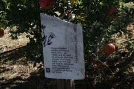 Plaque du grenadier au Jardin des Murmures, Dar Jbel, Cap Bon